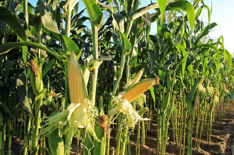 Companion Planting Mistakes: Troubleshooting & Solutions for a Thriving Garden