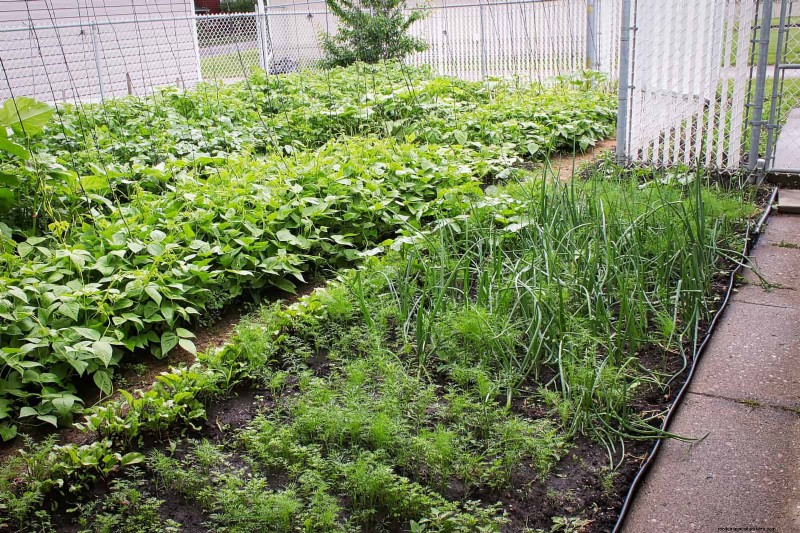 Companion Planting Mistakes: Troubleshooting & Solutions for a Thriving Garden