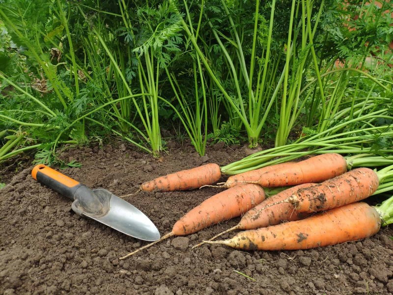 Companion Planting Mistakes: Troubleshooting & Solutions for a Thriving Garden