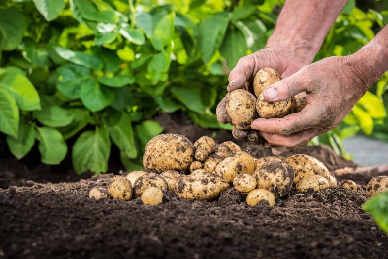 Companion Planting Mistakes: Troubleshooting & Solutions for a Thriving Garden