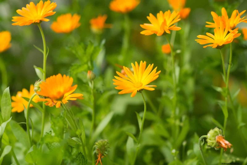 Companion Planting Mistakes: Troubleshooting & Solutions for a Thriving Garden