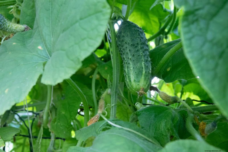 Companion Planting Mistakes: Troubleshooting & Solutions for a Thriving Garden
