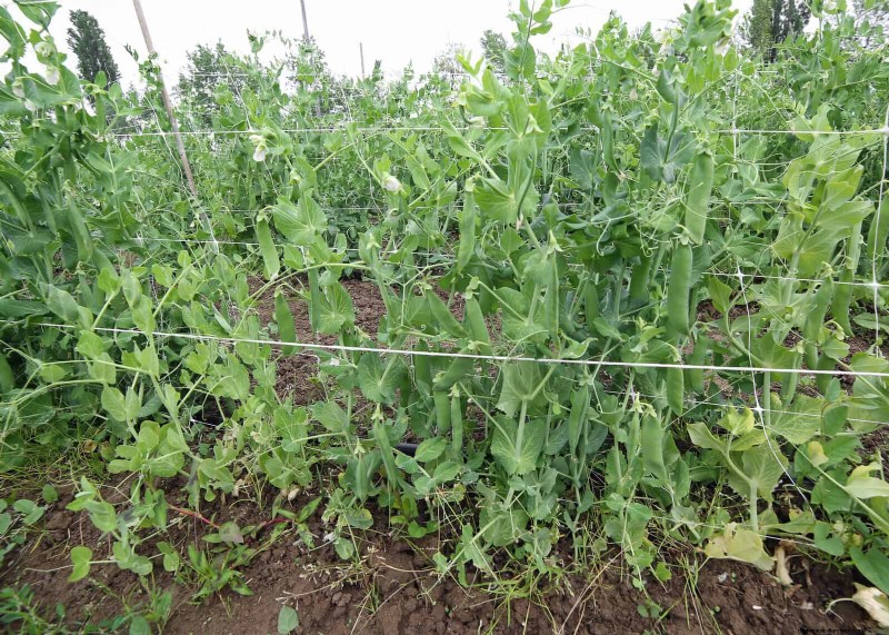 Companion Planting Mistakes: Troubleshooting & Solutions for a Thriving Garden