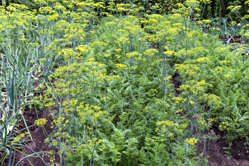 Companion Planting Mistakes: Troubleshooting & Solutions for a Thriving Garden