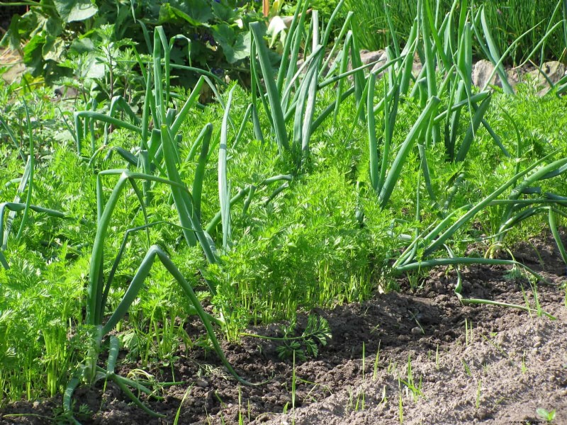 Companion Planting Mistakes: Troubleshooting & Solutions for a Thriving Garden