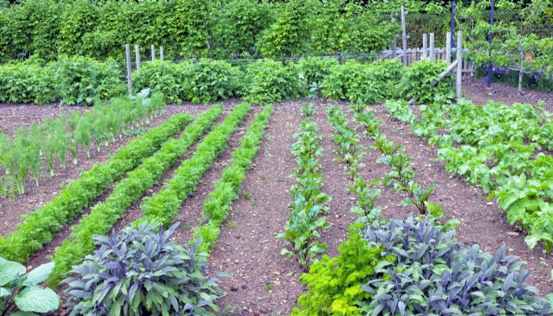 Companion Planting Mistakes: Troubleshooting & Solutions for a Thriving Garden