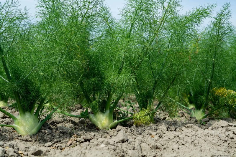 Companion Planting Mistakes: Troubleshooting & Solutions for a Thriving Garden