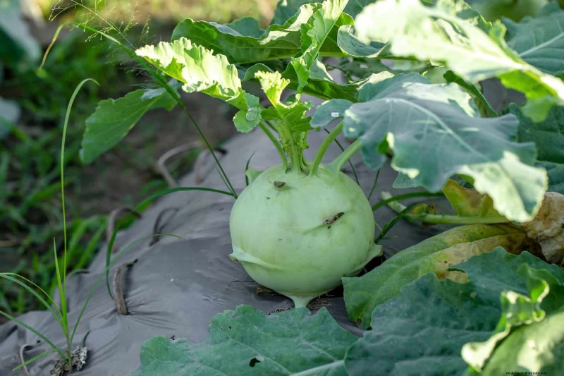 Companion Planting Mistakes: Troubleshooting & Solutions for a Thriving Garden