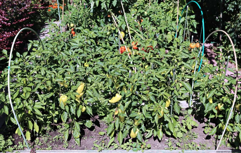 Companion Planting Mistakes: Troubleshooting & Solutions for a Thriving Garden