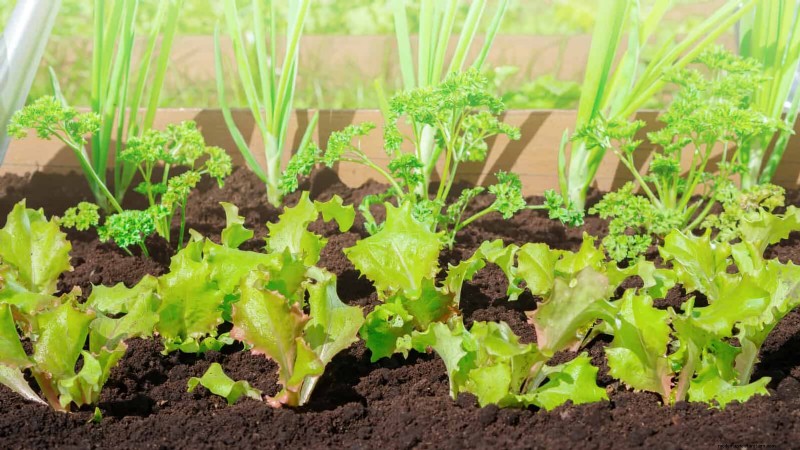 Companion Planting Mistakes: Troubleshooting & Solutions for a Thriving Garden
