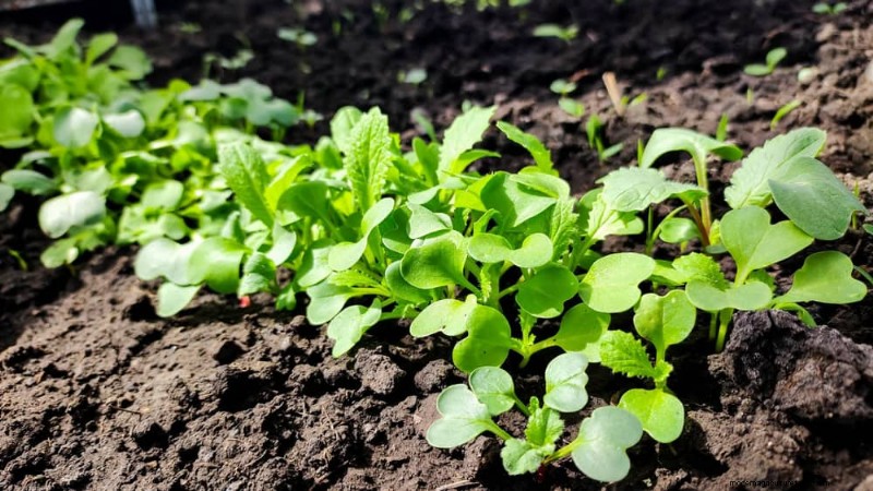 Companion Planting Mistakes: Troubleshooting & Solutions for a Thriving Garden