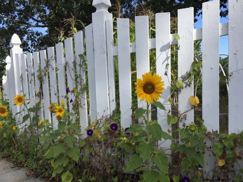 Companion Planting Mistakes: Troubleshooting & Solutions for a Thriving Garden