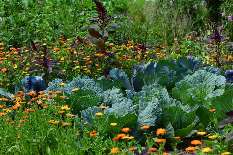 Companion Planting Mistakes: Troubleshooting & Solutions for a Thriving Garden