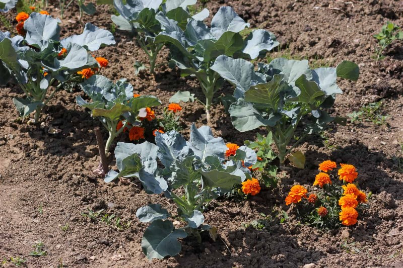 Companion Planting Mistakes: Troubleshooting & Solutions for a Thriving Garden