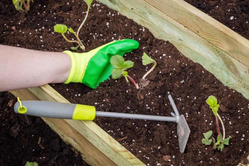 Companion Planting Mistakes: Troubleshooting & Solutions for a Thriving Garden