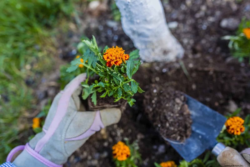 Companion Planting Mistakes: Troubleshooting & Solutions for a Thriving Garden
