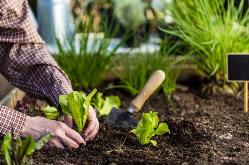 Companion Planting Mistakes: Troubleshooting & Solutions for a Thriving Garden