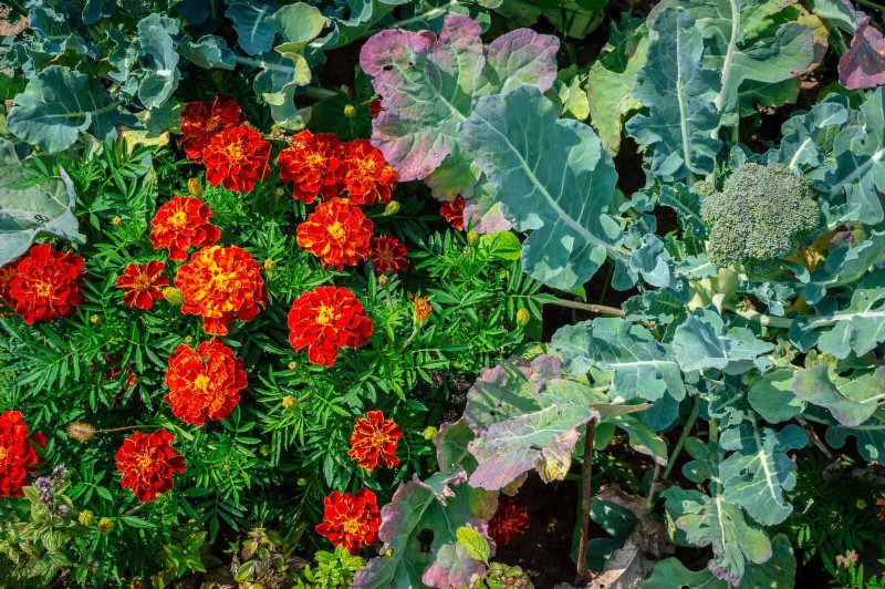 Companion Planting Mistakes: Troubleshooting & Solutions for a Thriving Garden