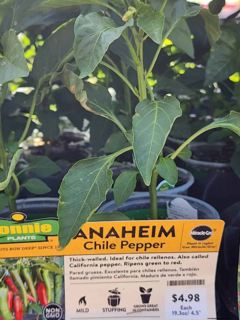 29 Unique Pepper Varieties Found at Home Depot | Gardening Guide