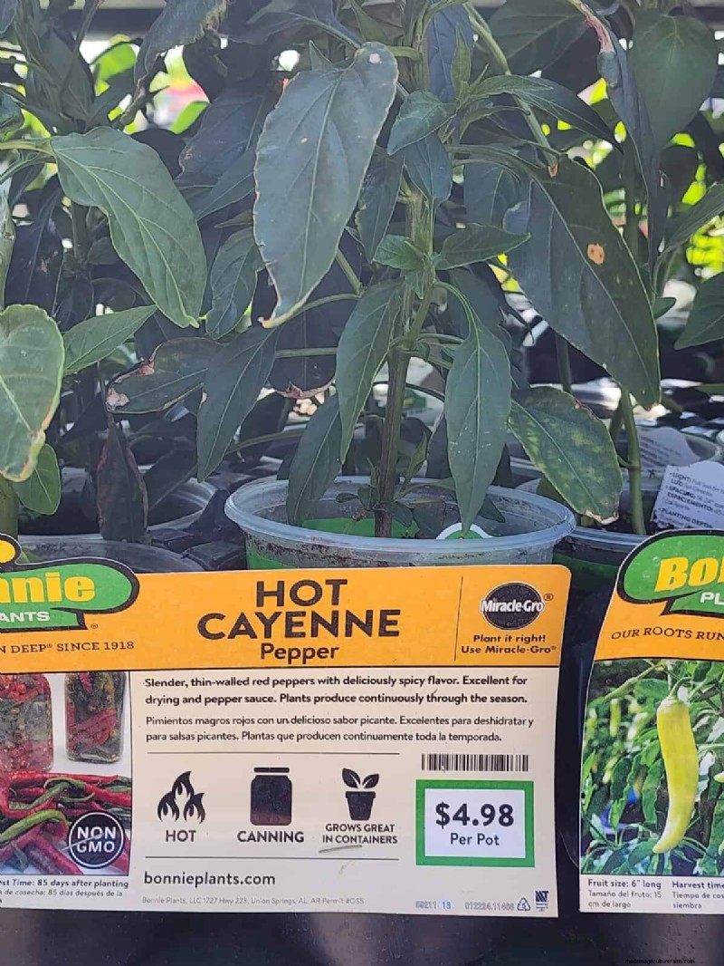 29 Unique Pepper Varieties Found at Home Depot | Gardening Guide