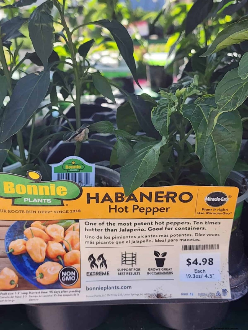 29 Unique Pepper Varieties Found at Home Depot | Gardening Guide