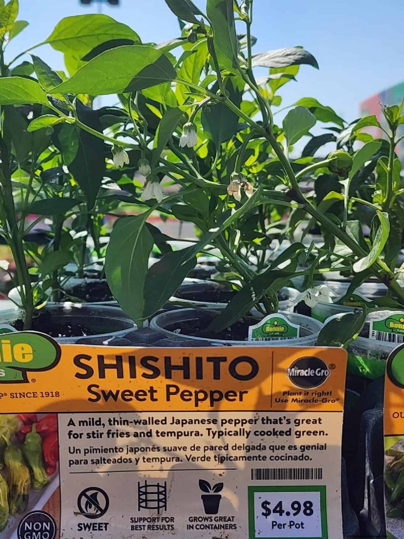 29 Unique Pepper Varieties Found at Home Depot | Gardening Guide