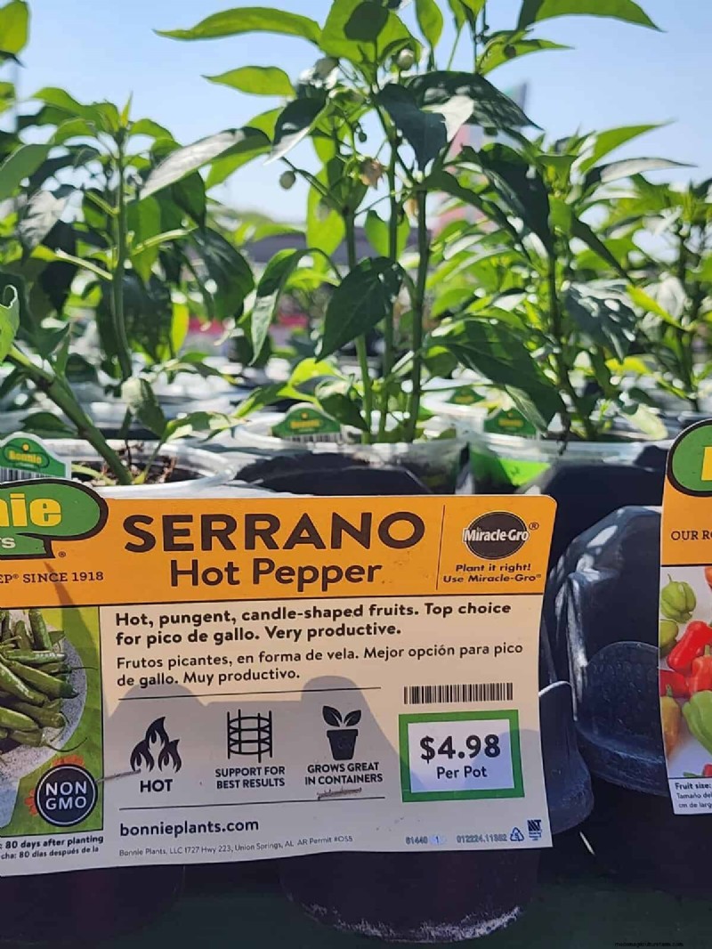 29 Unique Pepper Varieties Found at Home Depot | Gardening Guide