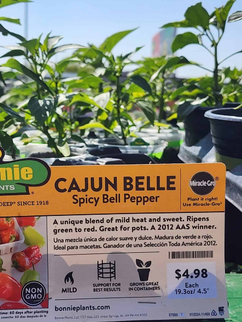 29 Unique Pepper Varieties Found at Home Depot | Gardening Guide