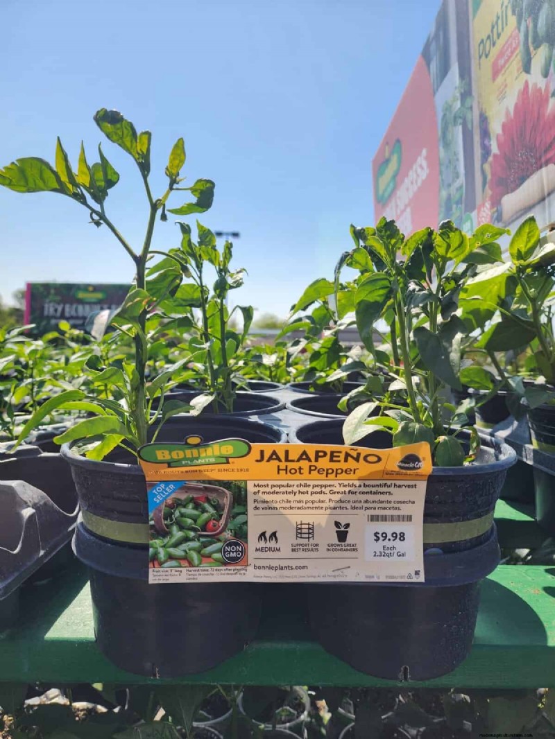 29 Unique Pepper Varieties Found at Home Depot | Gardening Guide
