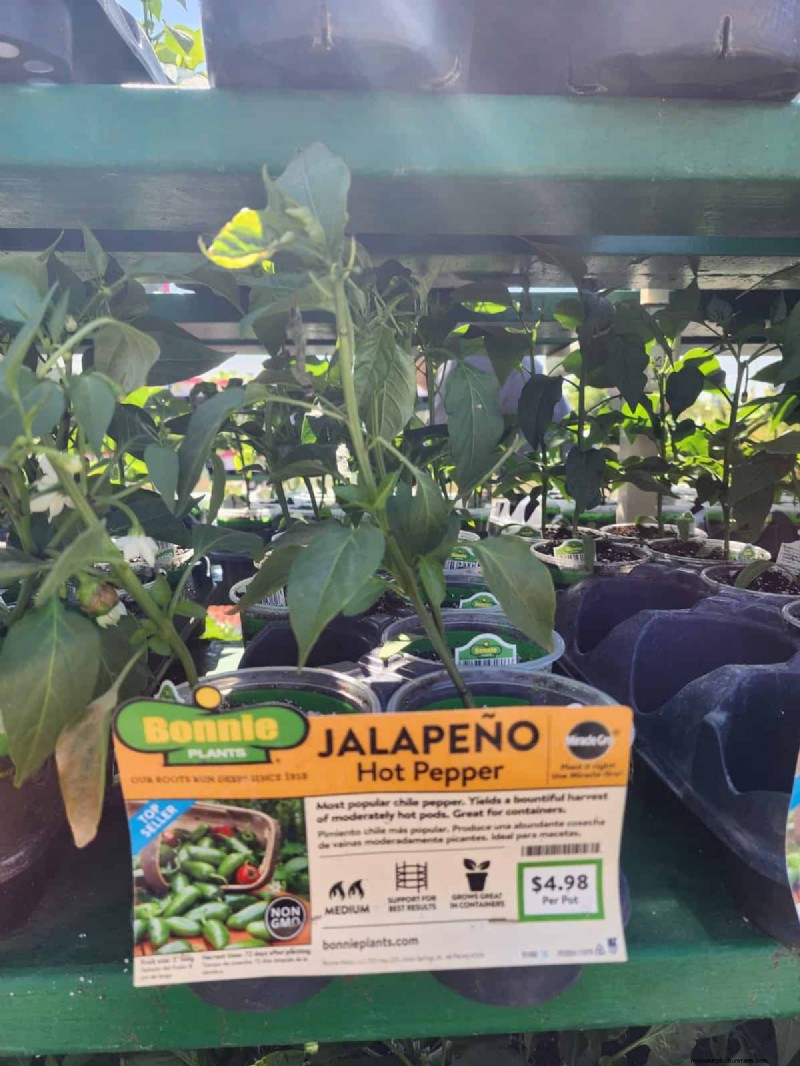 29 Unique Pepper Varieties Found at Home Depot | Gardening Guide