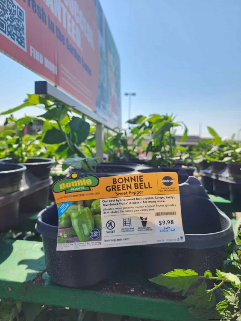 29 Unique Pepper Varieties Found at Home Depot | Gardening Guide