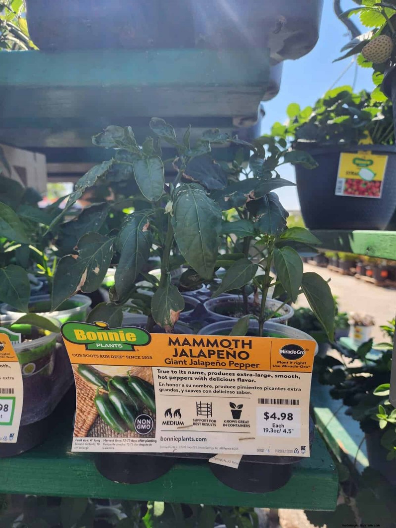 29 Unique Pepper Varieties Found at Home Depot | Gardening Guide