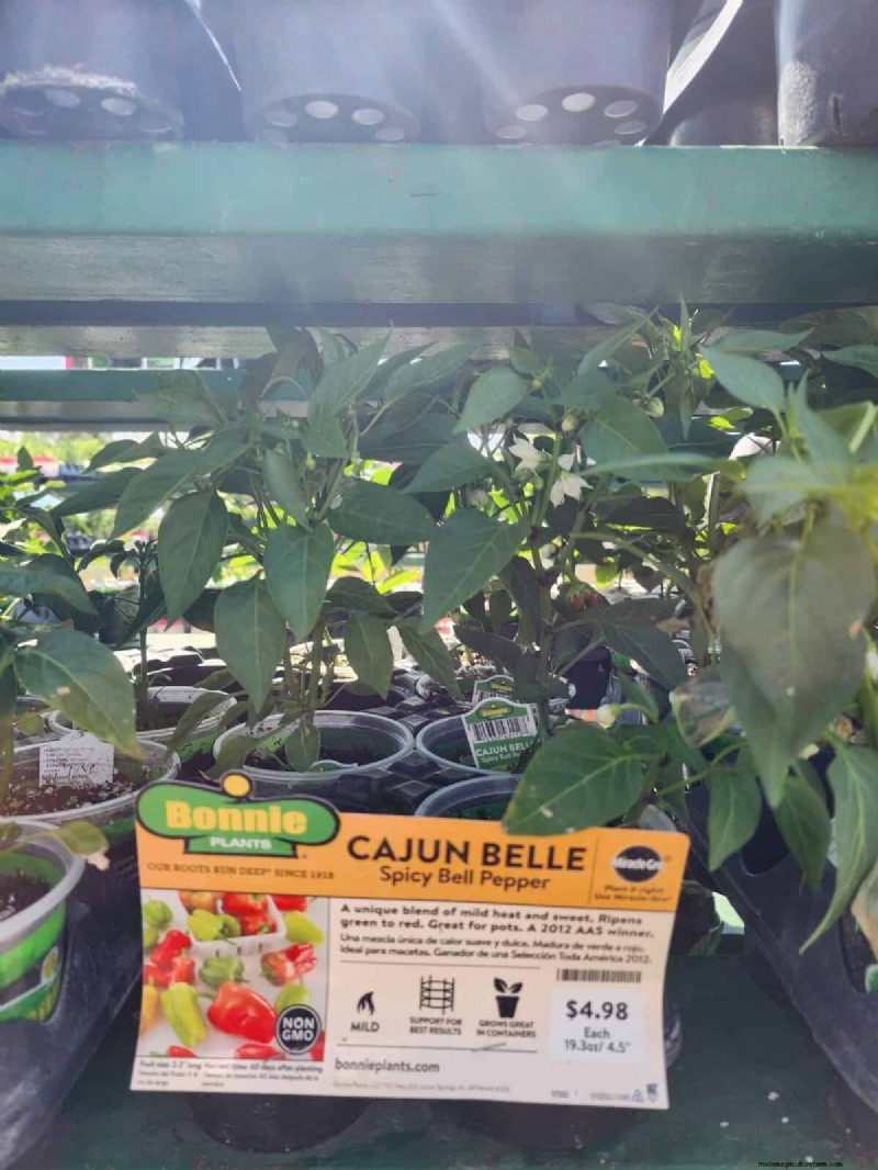 29 Unique Pepper Varieties Found at Home Depot | Gardening Guide