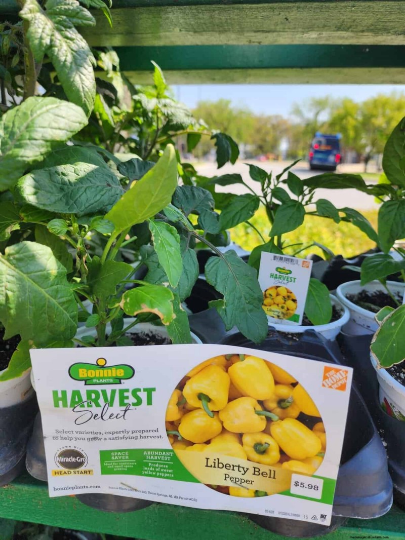 29 Unique Pepper Varieties Found at Home Depot | Gardening Guide