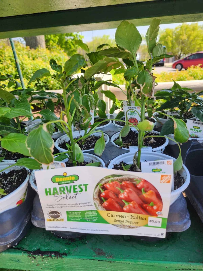 29 Unique Pepper Varieties Found at Home Depot | Gardening Guide