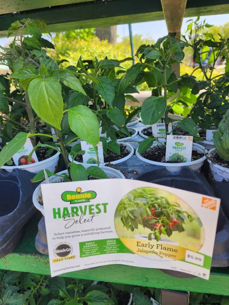 29 Unique Pepper Varieties Found at Home Depot | Gardening Guide