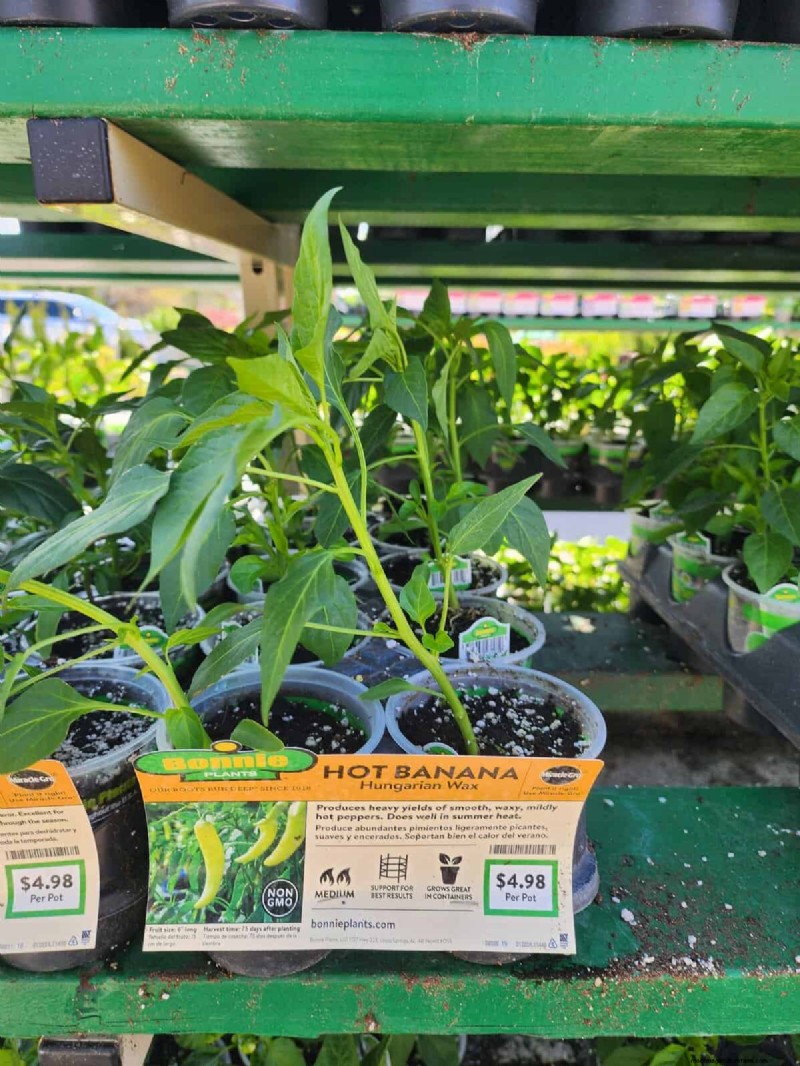 29 Unique Pepper Varieties Found at Home Depot | Gardening Guide