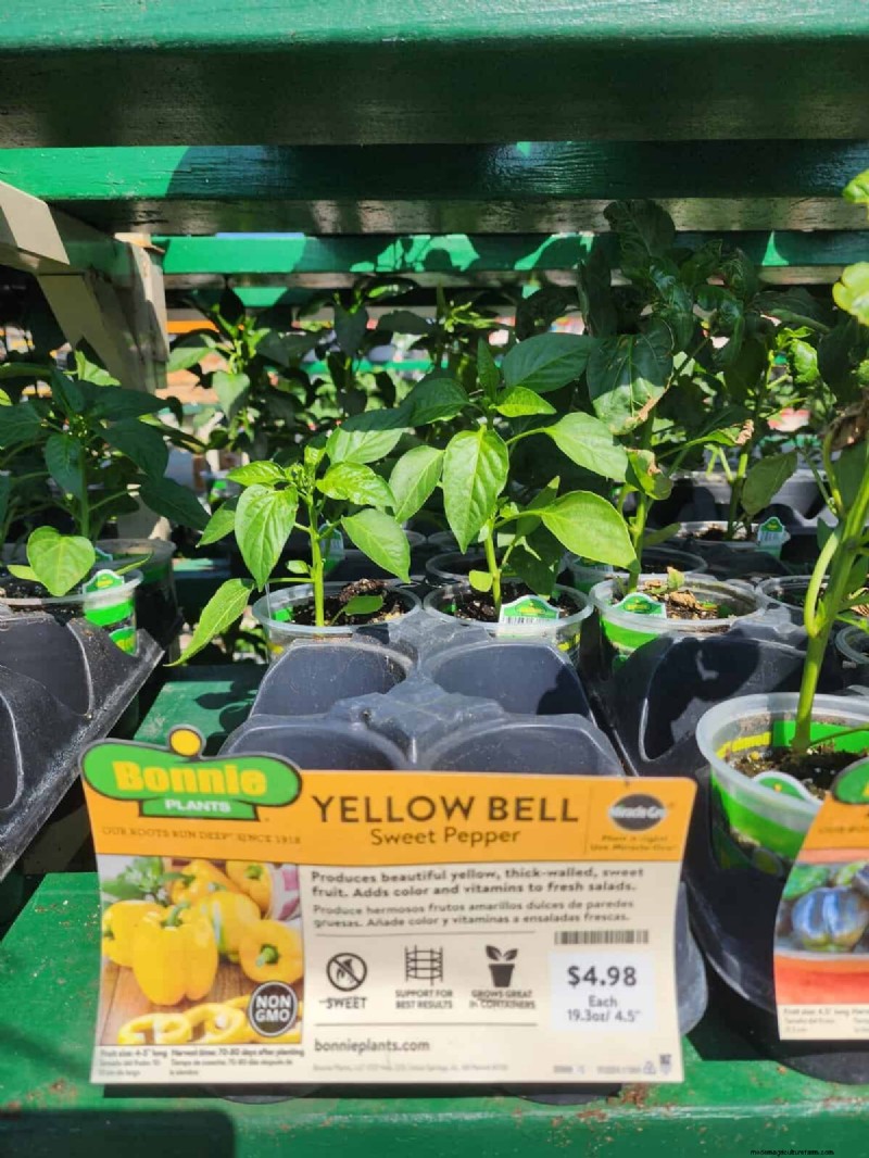 29 Unique Pepper Varieties Found at Home Depot | Gardening Guide