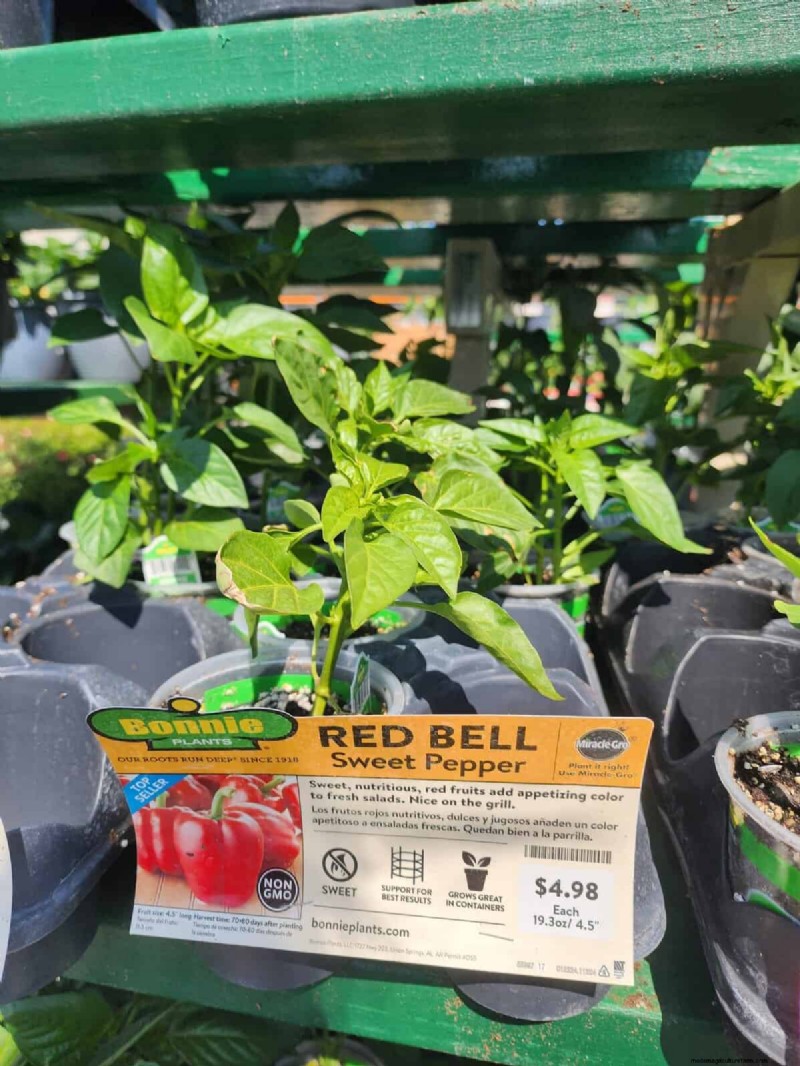 29 Unique Pepper Varieties Found at Home Depot | Gardening Guide