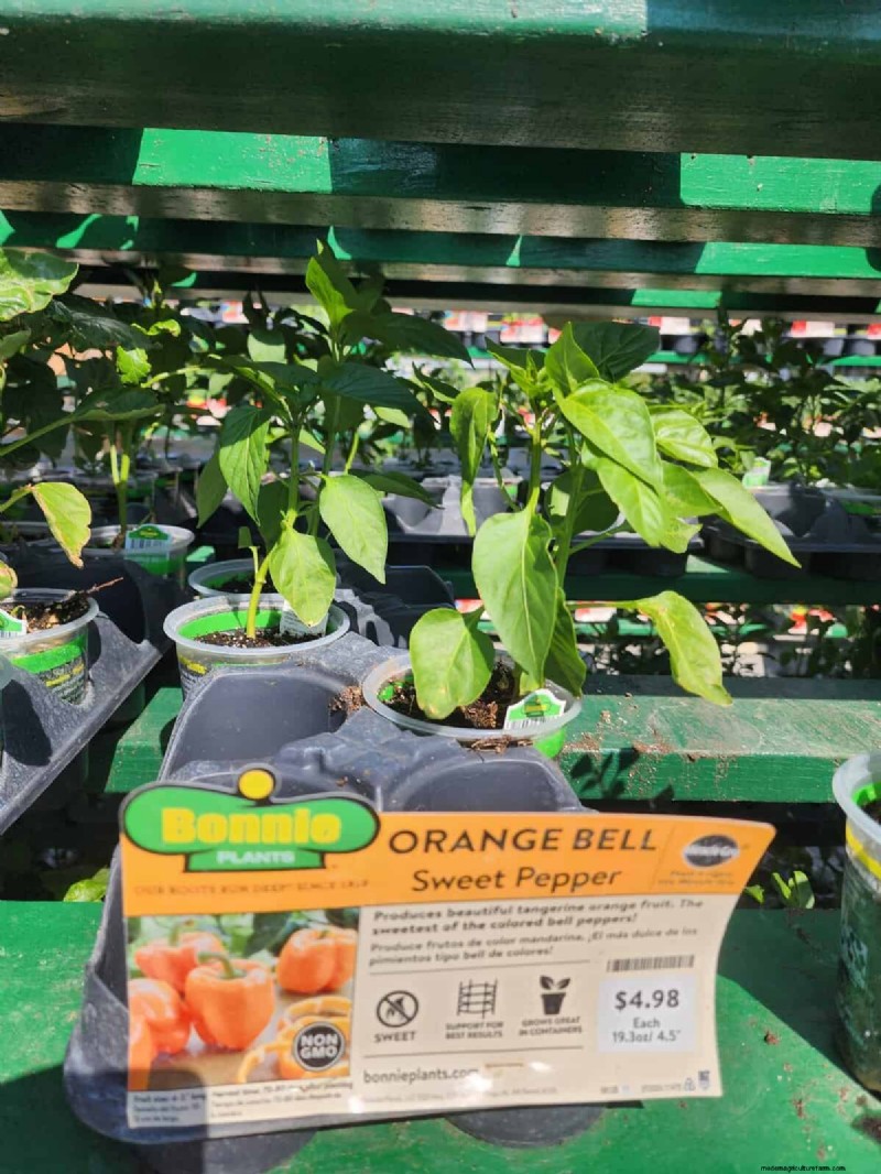 29 Unique Pepper Varieties Found at Home Depot | Gardening Guide