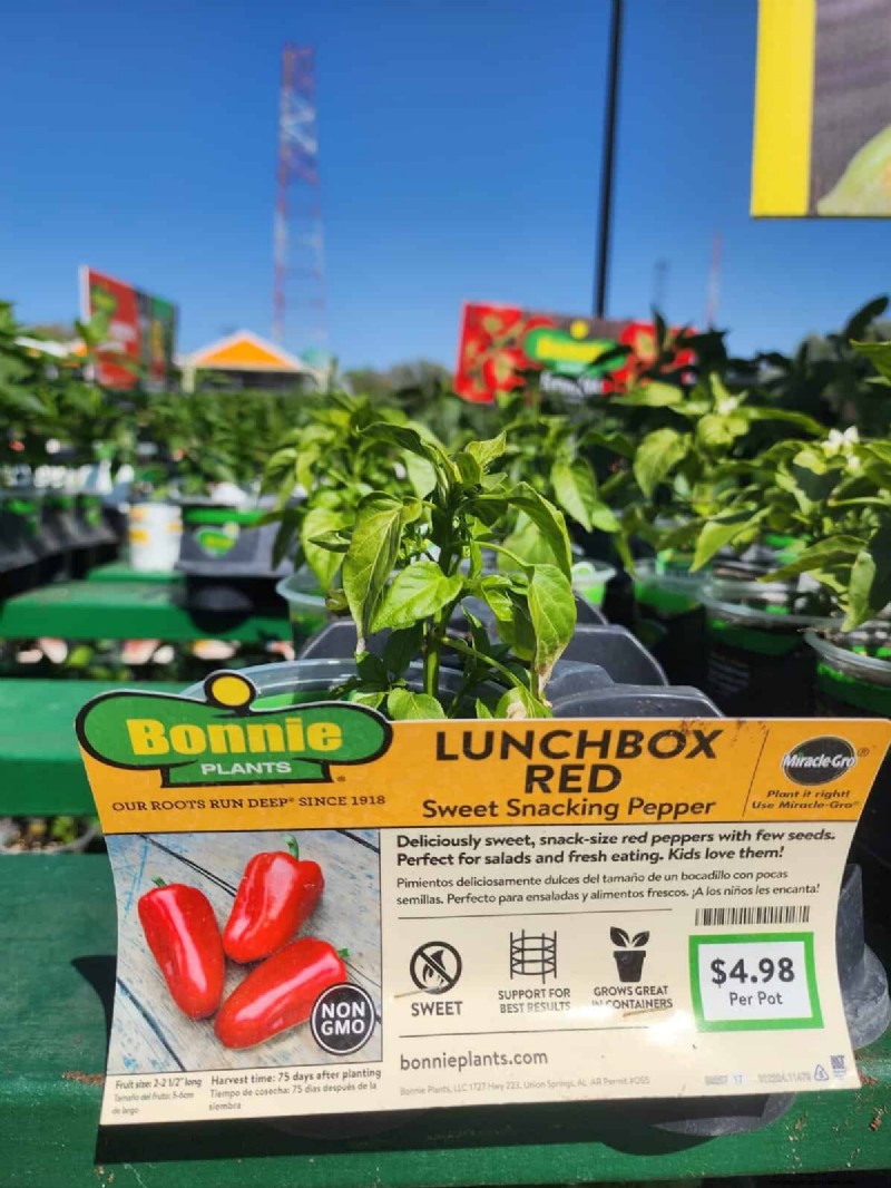29 Unique Pepper Varieties Found at Home Depot | Gardening Guide