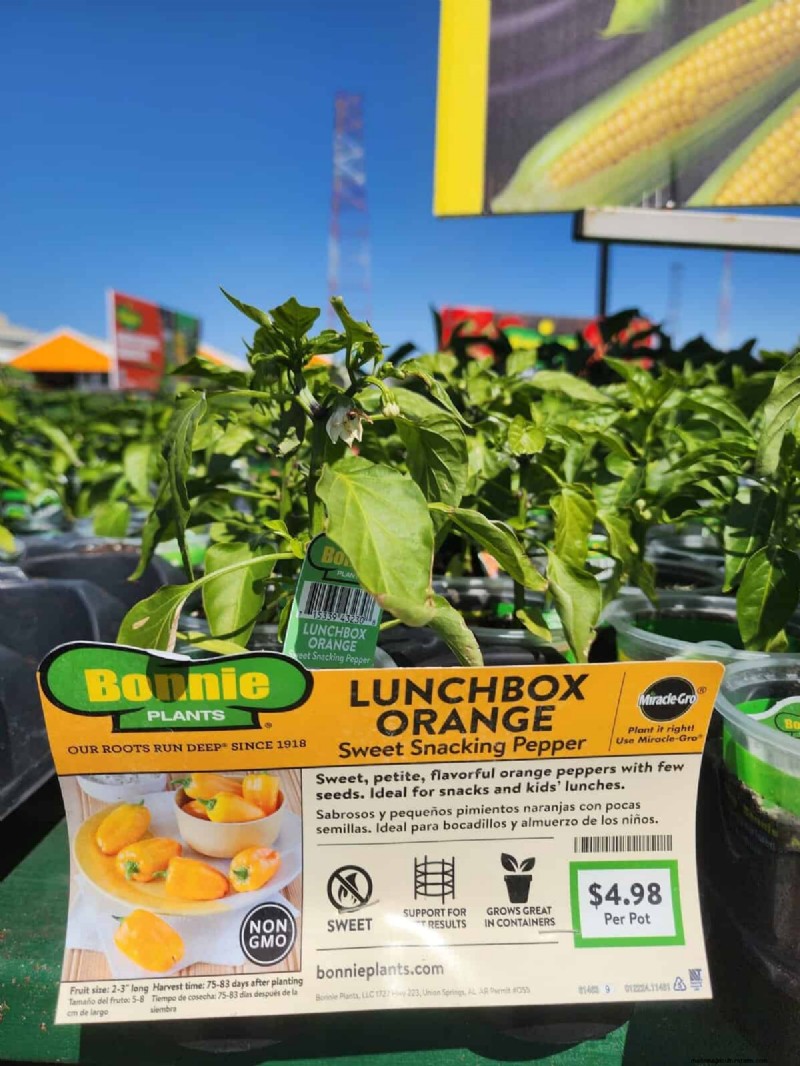 29 Unique Pepper Varieties Found at Home Depot | Gardening Guide