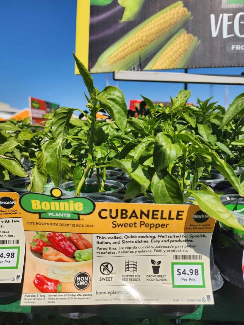 29 Unique Pepper Varieties Found at Home Depot | Gardening Guide