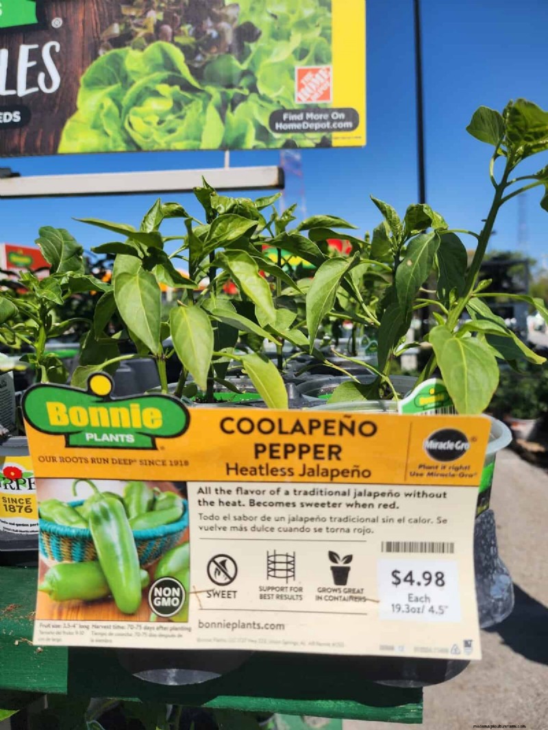 29 Unique Pepper Varieties Found at Home Depot | Gardening Guide
