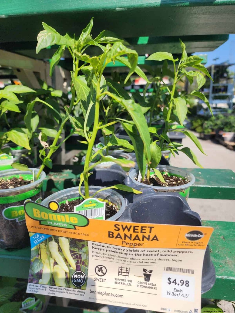 29 Unique Pepper Varieties Found at Home Depot | Gardening Guide