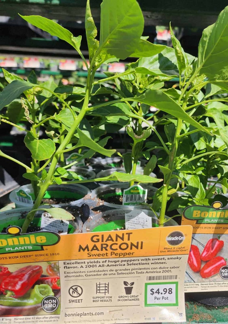 29 Unique Pepper Varieties Found at Home Depot | Gardening Guide