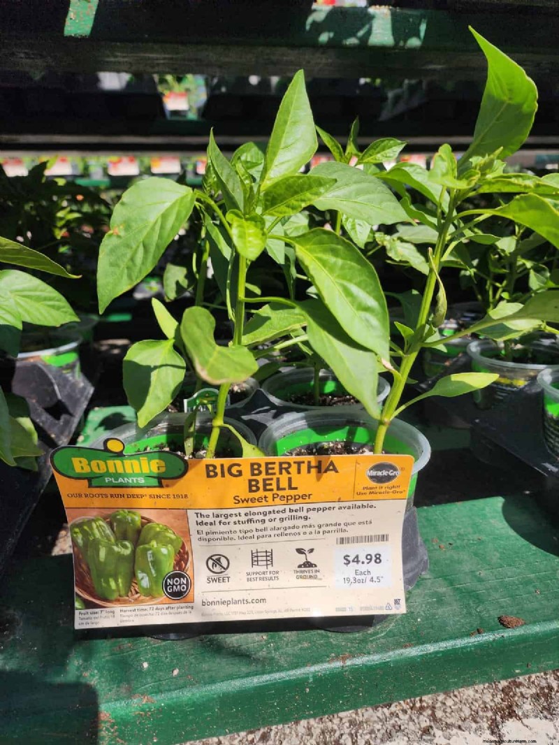 29 Unique Pepper Varieties Found at Home Depot | Gardening Guide