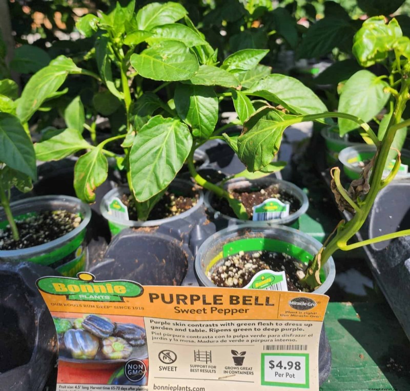 29 Unique Pepper Varieties Found at Home Depot | Gardening Guide