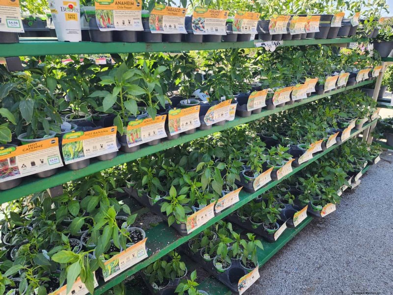 29 Unique Pepper Varieties Found at Home Depot | Gardening Guide