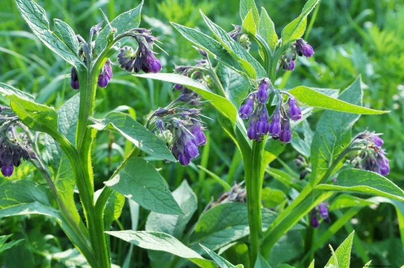 Revive Your Garden: 22 Soil Improvement Techniques for a Thriving Backyard